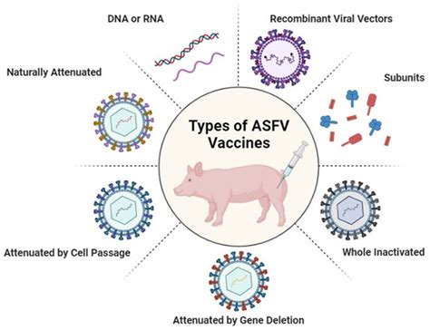 asf vaccine|Recent progress on gene.